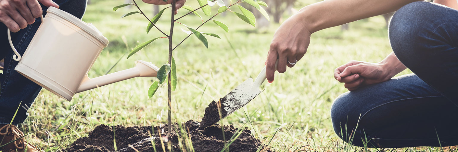 A photo of two someone holding a watering can over a newly planted tree and another person holding a shovel which is partly covered in soil