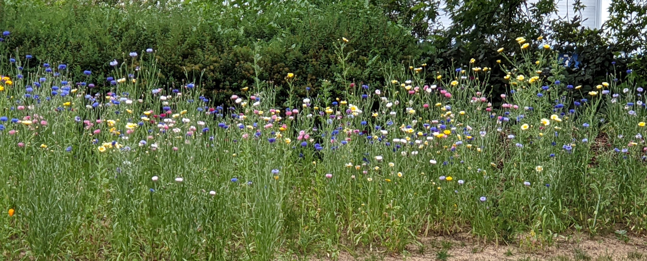 Photo of wildflowers