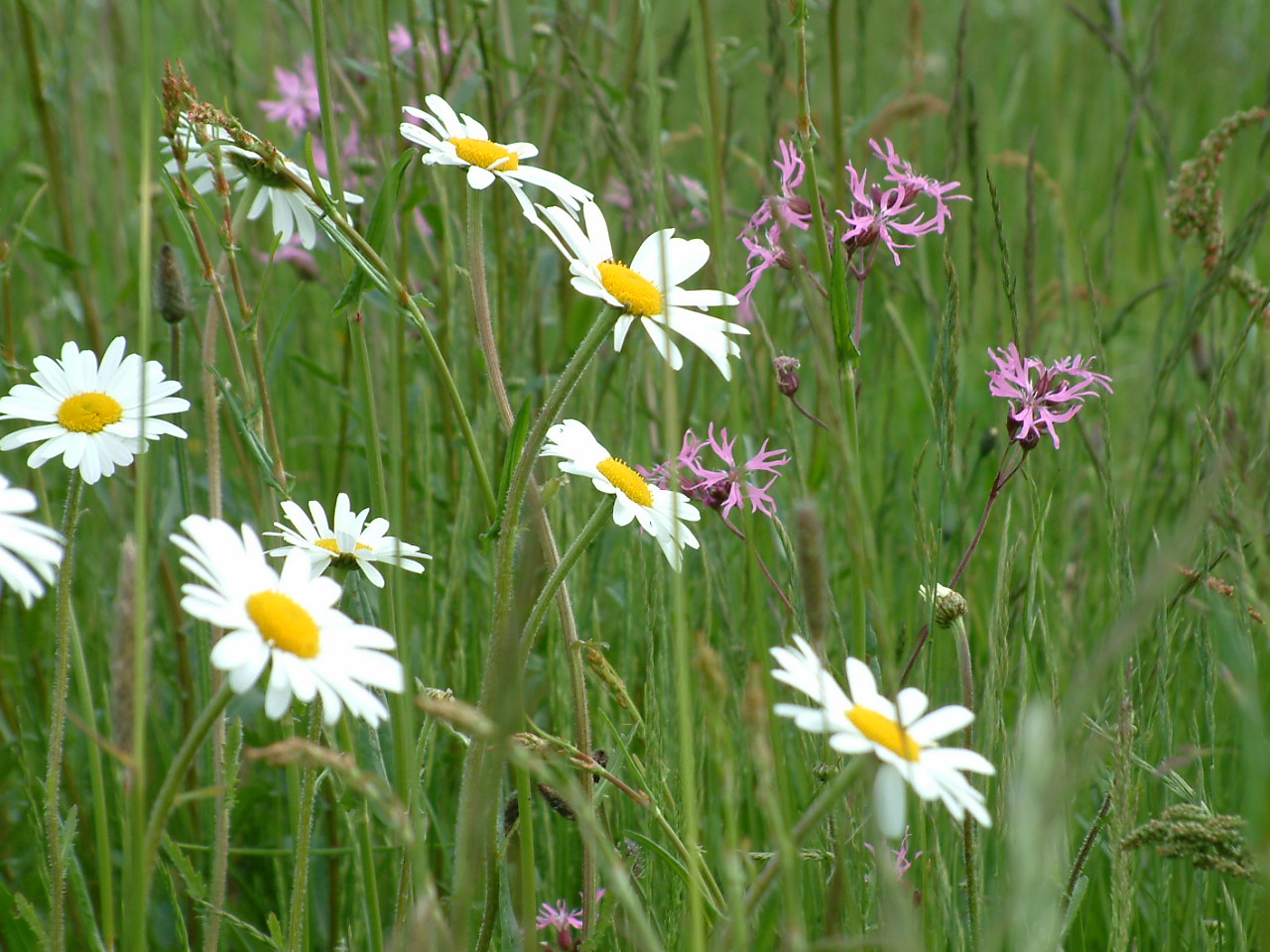 People in Oxfordshire urged to have their say on local nature recovery