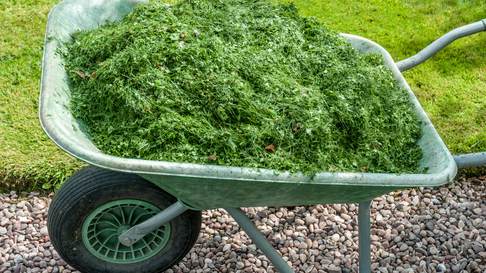 Wheelbarrow full of grass cuttings