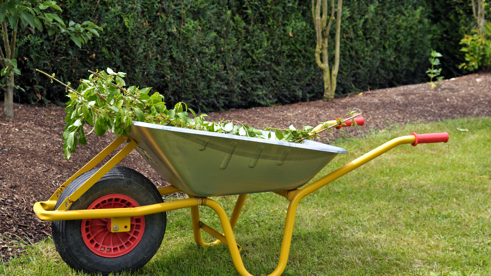 a photo of tree cuttings in a wheel barrow