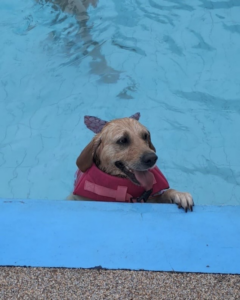 Doggy swim