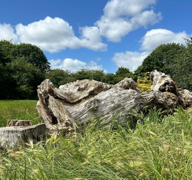 A large, weathered tree trunk lies on its side in a field of tall grass, surrounded by greenery under a blue sky with scattered clouds. The trunk’s detailed texture tells a story of age and the natural environment it once stood in.